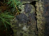 Camarops microspora image