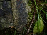 Camarops microspora image