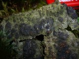Camarops microspora image