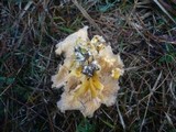 Craterellus lutescens image