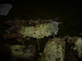 Ceraceomyces sulphurinus image