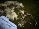 Ceraceomyces sulphurinus image