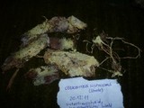 Ceraceomyces sulphurinus image