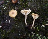 Lichenomphalia umbellifera image