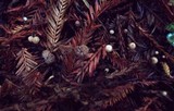 Micromphale sequoiae image