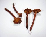 Phaeocollybia californica image