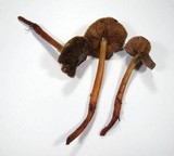 Phaeocollybia fallax image
