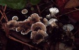 Phellodon tomentosus image