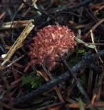 Ramaria botrytis image