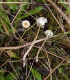 Rickenella mellea image