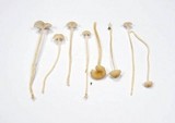 Rickenella mellea image