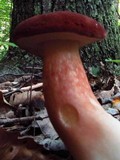 Xanthoconium purpureum image
