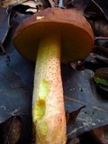 Leccinum rubropunctum image