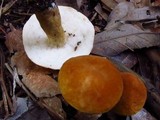 Gyroporus castaneus image