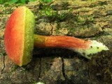 Boletus campestris image