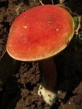 Boletus campestris image