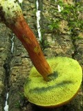 Boletus campestris image