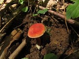 Boletus campestris image