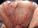 Hydnellum concrescens image
