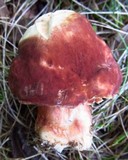 Xanthoconium purpureum image