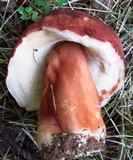 Xanthoconium purpureum image