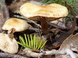 Pholiota spumosa image