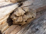 Plicaturopsis crispa image
