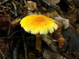 Amanita frostiana image