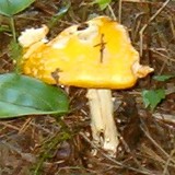 Amanita amerimuscaria image