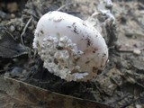 Amanita carneiphylla image