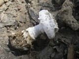 Amanita carneiphylla image