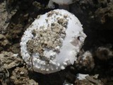 Amanita carneiphylla image