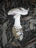Amanita carneiphylla image