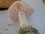 Amanita carneiphylla image
