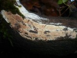 Ceriporia mellita image