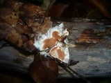 Ceriporia mellita image