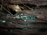 Chlorociboria aeruginosa image