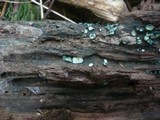 Chlorociboria aeruginosa image