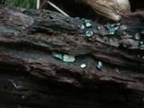 Chlorociboria aeruginosa image