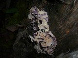 Chondrostereum purpureum image