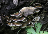 Bjerkandera adusta image