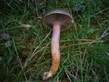 Chroogomphus fulmineus image