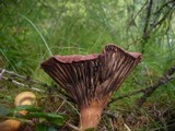 Chroogomphus helveticus image