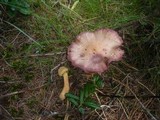 Chroogomphus helveticus image