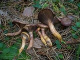 Chroogomphus rutilus image