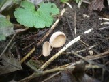 Ciboria amentacea image