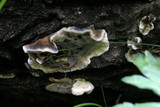 Bjerkandera adusta image