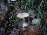 Clitocybe amarescens image