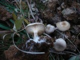 Clitocybe amarescens image