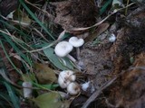 Clitocybe amarescens image